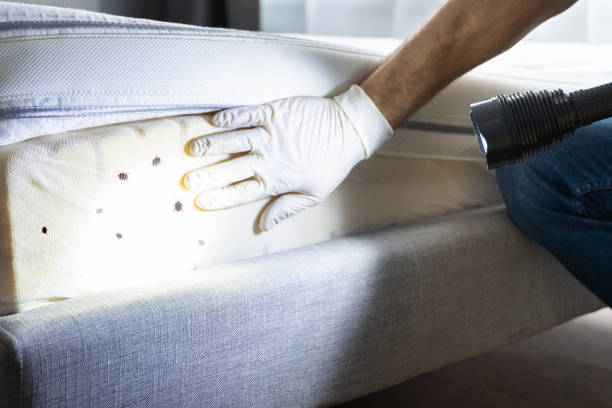 Best Cockroach Control Services  in Manly, IA