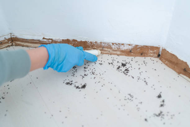 Best Pest Control Treatment  in Manly, IA